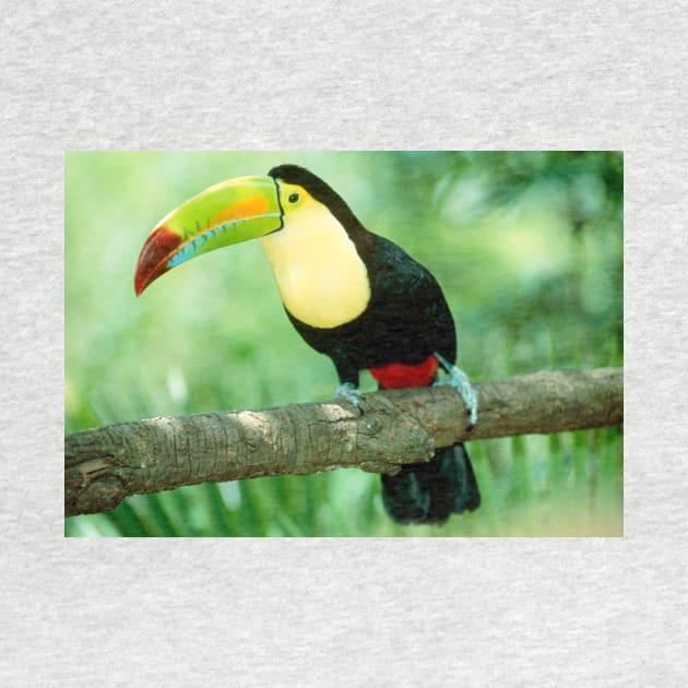 Keel-billed toucan (Ramphastos sulfuratus) in tree (Z888/0001) by SciencePhoto